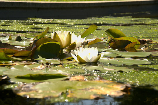 彩票品牌与pc蛋蛋28